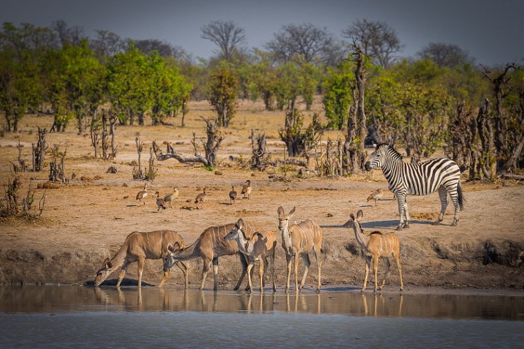 091 Zimbabwe, Hwange NP, groe koedoes en zebra.jpg